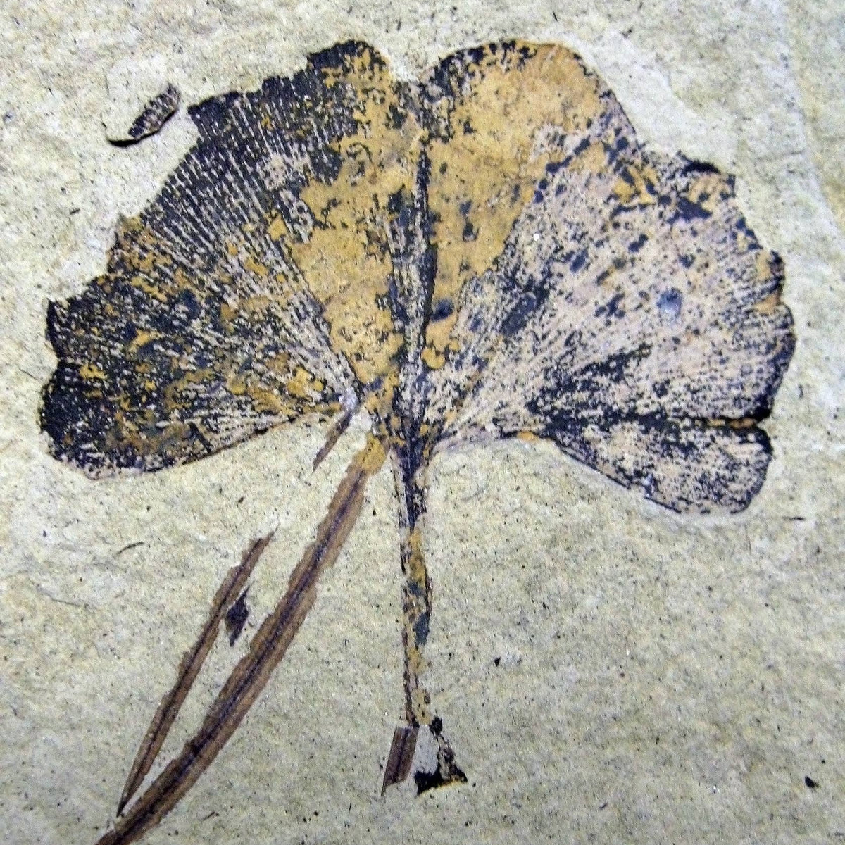 Fossilized leaf embedded in a rock-like material