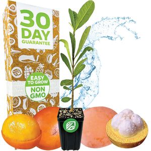 African Imbe Mangosteen - Garcinia livingstonei