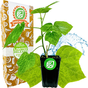 Auntie Lilli's™ South Sea Salad Bele Tree - Abelmoschus manihot