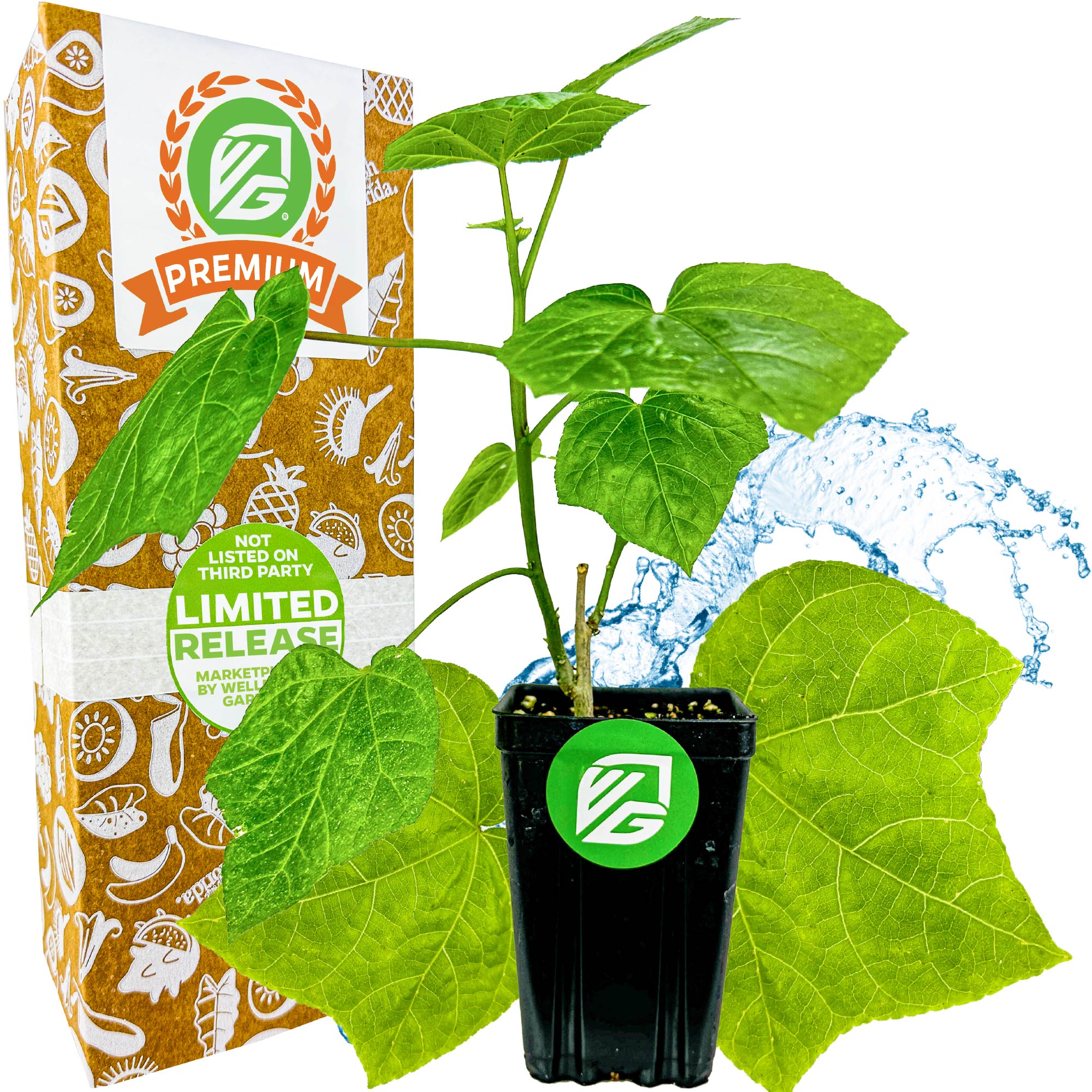 Auntie Lilli's™ South Sea Salad Bele Tree - Abelmoschus manihot
