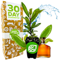 A potted Pimenta racemosa plant from Wellspring Gardens sits before a 30 Day Guarantee box. Behind them, a splash of water and a Bay Rum cologne bottle with brown liquid and a gold cap are visible.