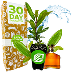 A potted Pimenta racemosa plant from Wellspring Gardens sits before a 30 Day Guarantee box. Behind them, a splash of water and a Bay Rum cologne bottle with brown liquid and a gold cap are visible.
