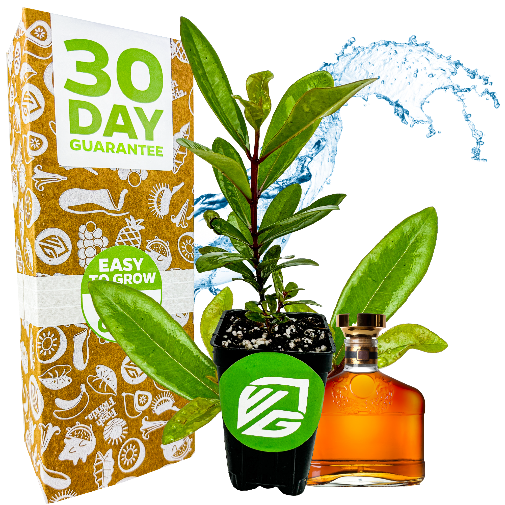 A potted Pimenta racemosa plant from Wellspring Gardens sits before a 30 Day Guarantee box. Behind them, a splash of water and a Bay Rum cologne bottle with brown liquid and a gold cap are visible.