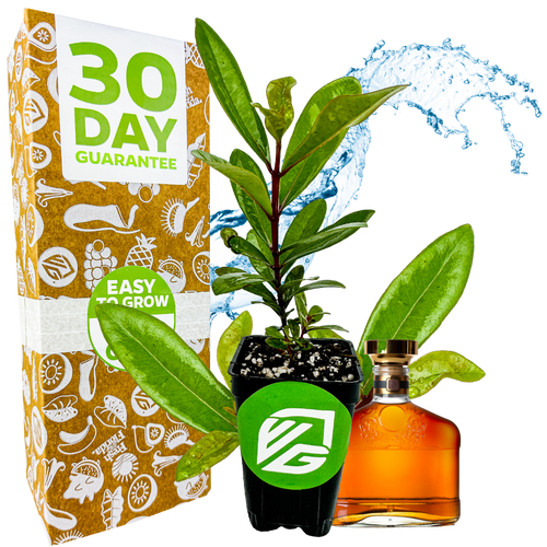 A potted Pimenta racemosa plant from Wellspring Gardens sits before a 30 Day Guarantee box. Behind them, a splash of water and a Bay Rum cologne bottle with brown liquid and a gold cap are visible.