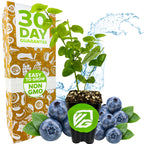A Biloxi Southern Highbush Blueberry (Vaccinium corymbosum) by Wellspring Gardens sits in a compact pot, surrounded by fresh blueberries. Behind it is a box showing "30 Day Guarantee," "Easy to Grow," and "Non-GMO" with a water splash backdrop.