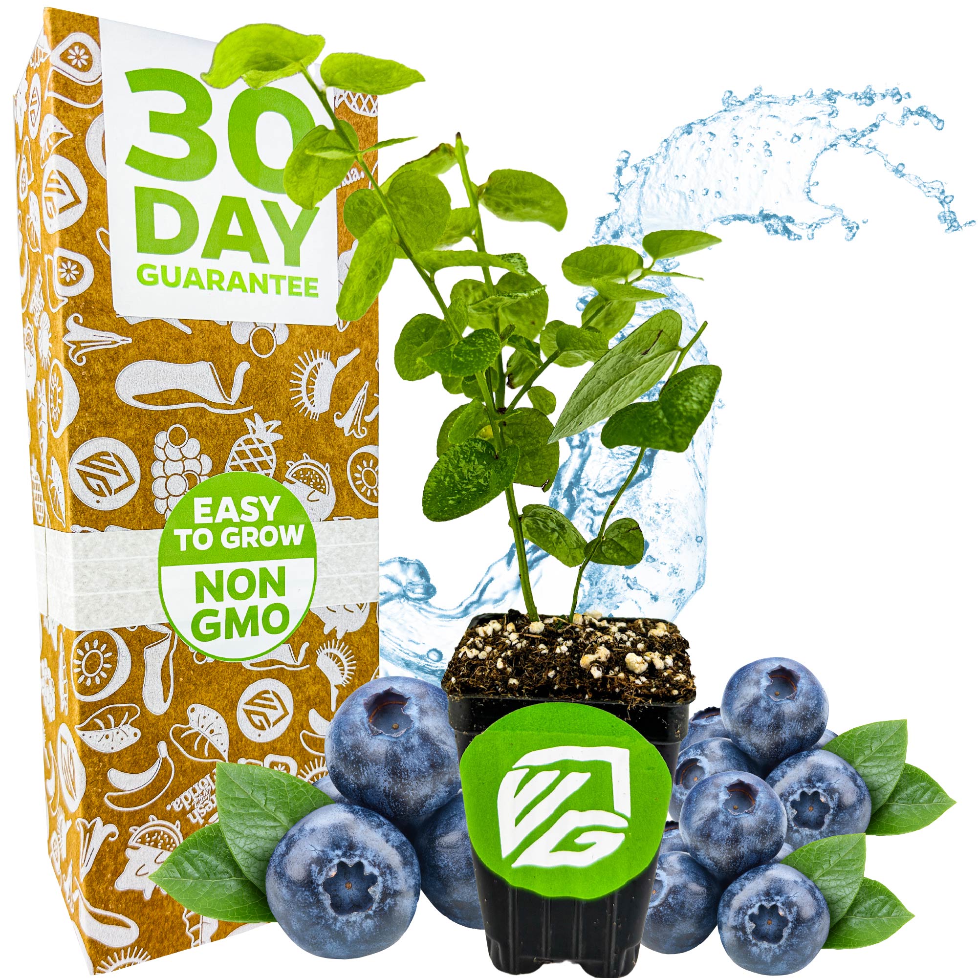 A Biloxi Southern Highbush Blueberry (Vaccinium corymbosum) by Wellspring Gardens sits in a compact pot, surrounded by fresh blueberries. Behind it is a box showing "30 Day Guarantee," "Easy to Grow," and "Non-GMO" with a water splash backdrop.