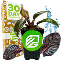 A Wellspring Gardens Philodendron Black Cardinal with dark green leaves sits before a box labeled “30 Day Guarantee.” Water splashes and close-ups of the leaves surround the indoor plant, which has a green VG logo on its pot.