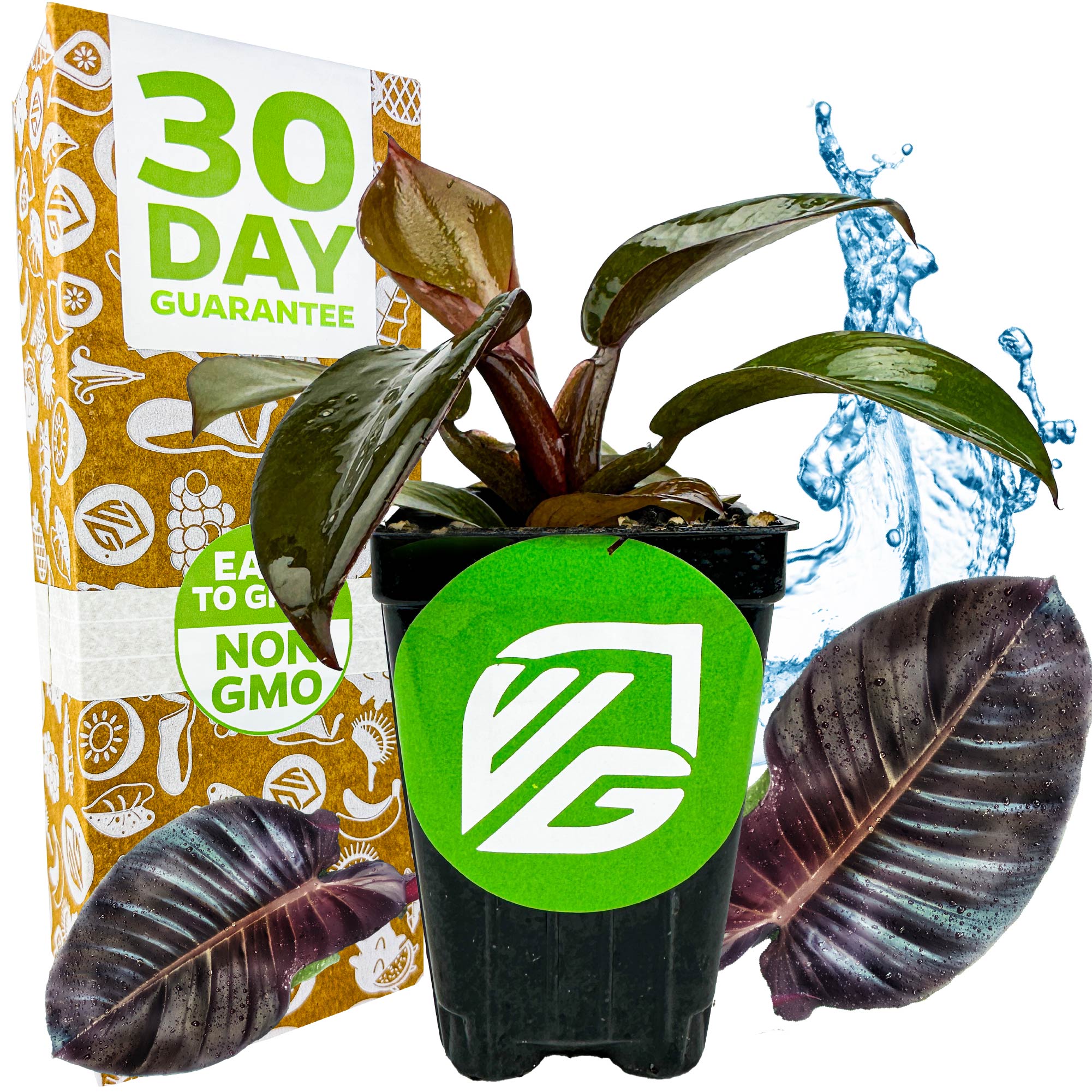 A Wellspring Gardens Philodendron Black Cardinal with dark green leaves sits before a box labeled “30 Day Guarantee.” Water splashes and close-ups of the leaves surround the indoor plant, which has a green VG logo on its pot.