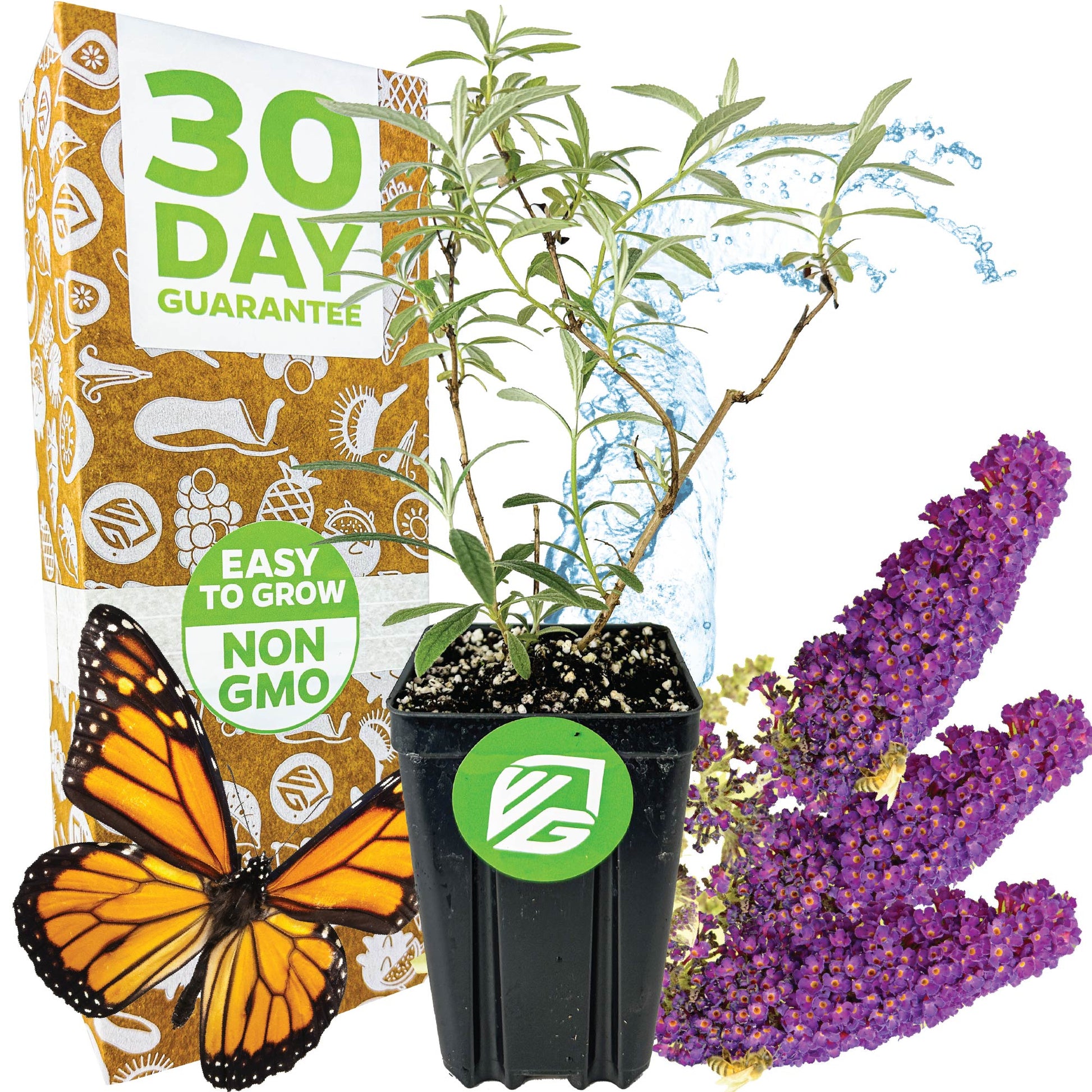 Black Knight Butterfly Bush - Buddleia davidii