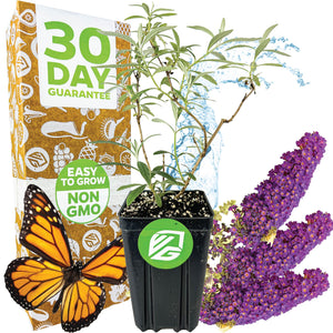 Black Knight Butterfly Bush - Buddleia davidii