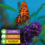 A vivid orange butterfly with black markings rests on Wellspring Gardens’ Black Knight Butterfly Bush (Buddleia davidii) flowers, with gardening care icons and instructions displayed in the lower left corner.