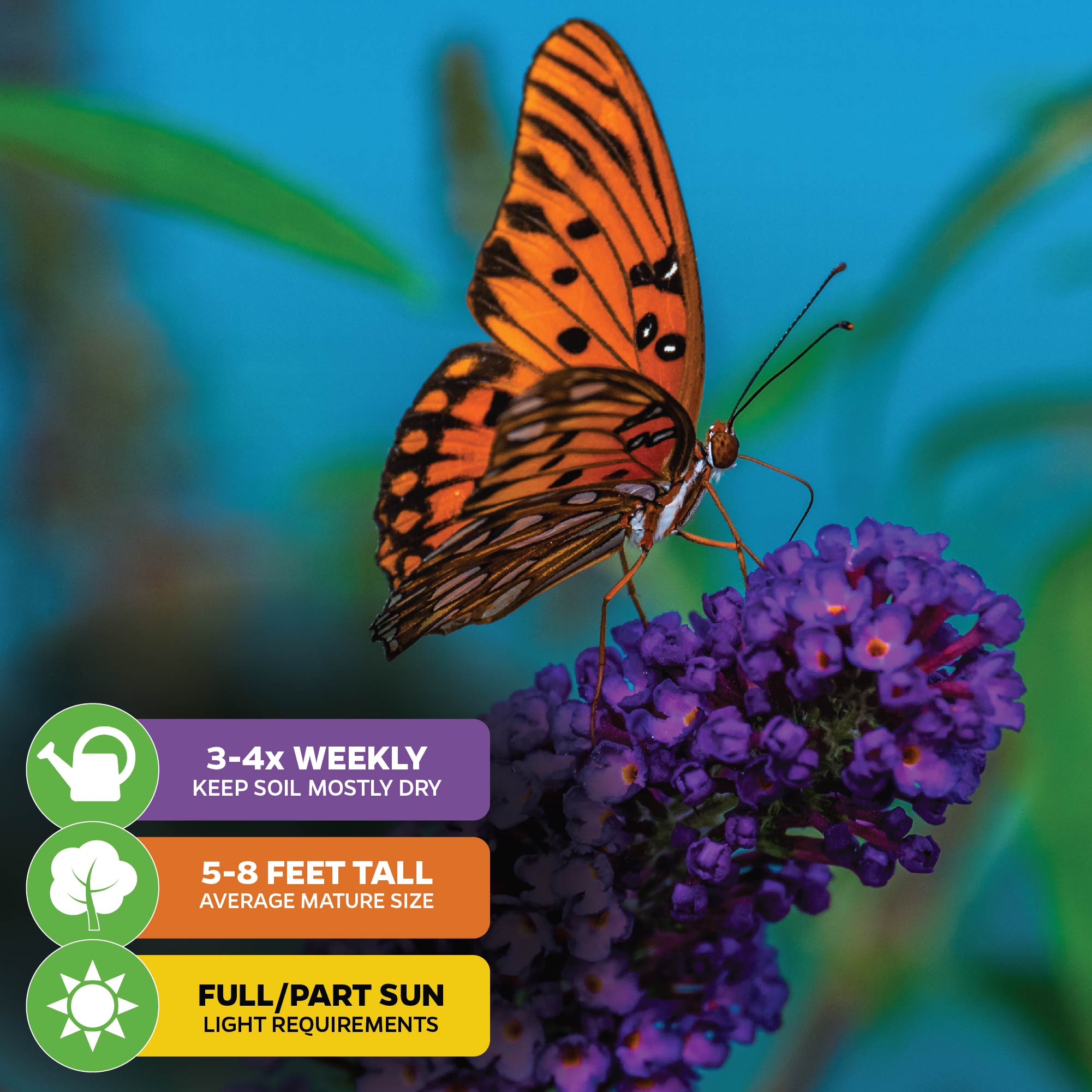 A vivid orange butterfly with black markings rests on Wellspring Gardens’ Black Knight Butterfly Bush (Buddleia davidii) flowers, with gardening care icons and instructions displayed in the lower left corner.
