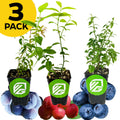 A 3 PACK bundle of Wellspring Gardens blueberries—Darrow, Pink Lemonade, and Top Hat—with green leaves in labeled pots. Self-pollinating blueberries and lingonberries surround the plants. A yellow circle appears in the top left corner.