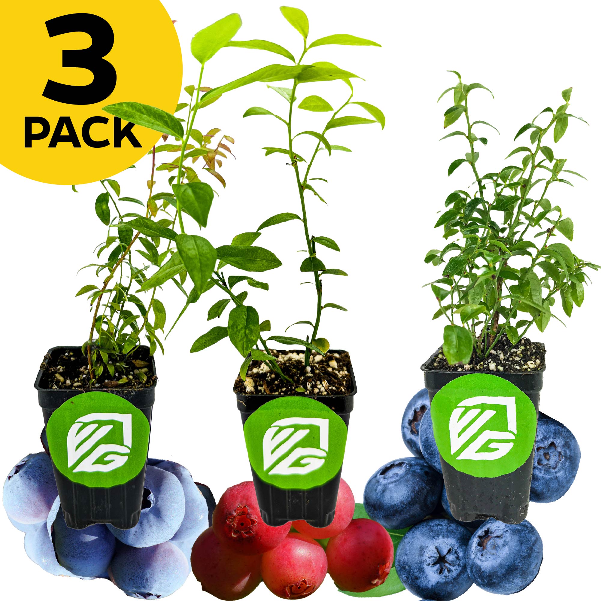 A 3 PACK bundle of Wellspring Gardens blueberries—Darrow, Pink Lemonade, and Top Hat—with green leaves in labeled pots. Self-pollinating blueberries and lingonberries surround the plants. A yellow circle appears in the top left corner.