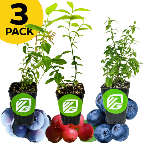 A 3 PACK bundle of Wellspring Gardens blueberries—Darrow, Pink Lemonade, and Top Hat—with green leaves in labeled pots. Self-pollinating blueberries and lingonberries surround the plants. A yellow circle appears in the top left corner.