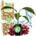 A potted Bordelon Red Ornamental Banana - Musa by Wellspring Gardens, with striking green and red-purple leaves, is displayed before a brown box marked "30 Day Guarantee" and "Easy to Grow, Non-GMO," surrounded by water splashes and pink fruit.