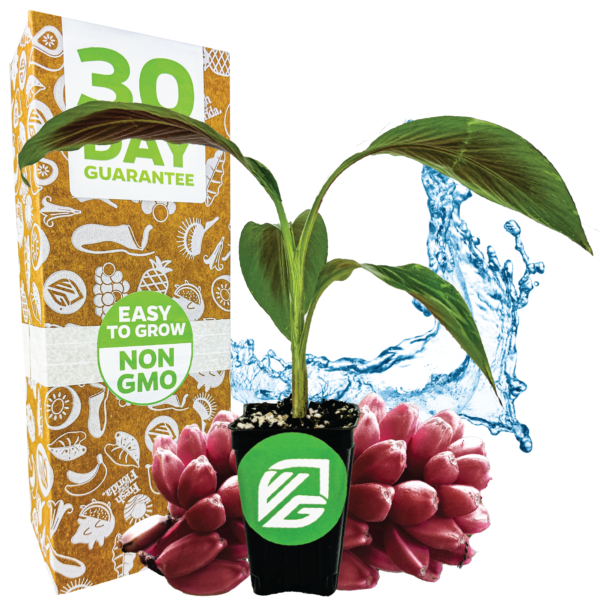 A potted Bordelon Red Ornamental Banana - Musa by Wellspring Gardens, with striking green and red-purple leaves, is displayed before a brown box marked "30 Day Guarantee" and "Easy to Grow, Non-GMO," surrounded by water splashes and pink fruit.