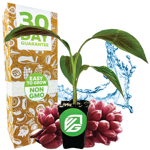 A potted Bordelon Red Ornamental Banana - Musa by Wellspring Gardens, with striking green and red-purple leaves, is displayed before a brown box marked "30 Day Guarantee" and "Easy to Grow, Non-GMO," surrounded by water splashes and pink fruit.