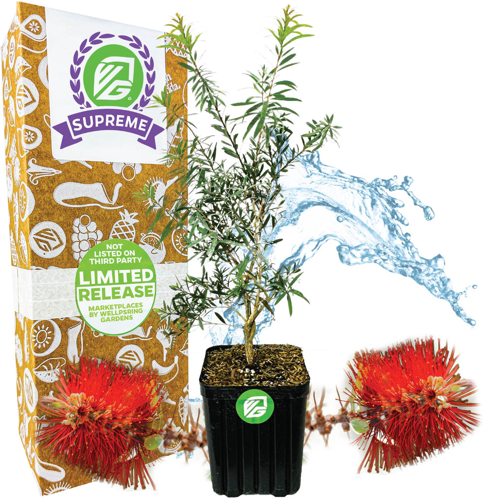 Red Cluster Bottlebrush Tree - Callistemon rigidus (Supreme)