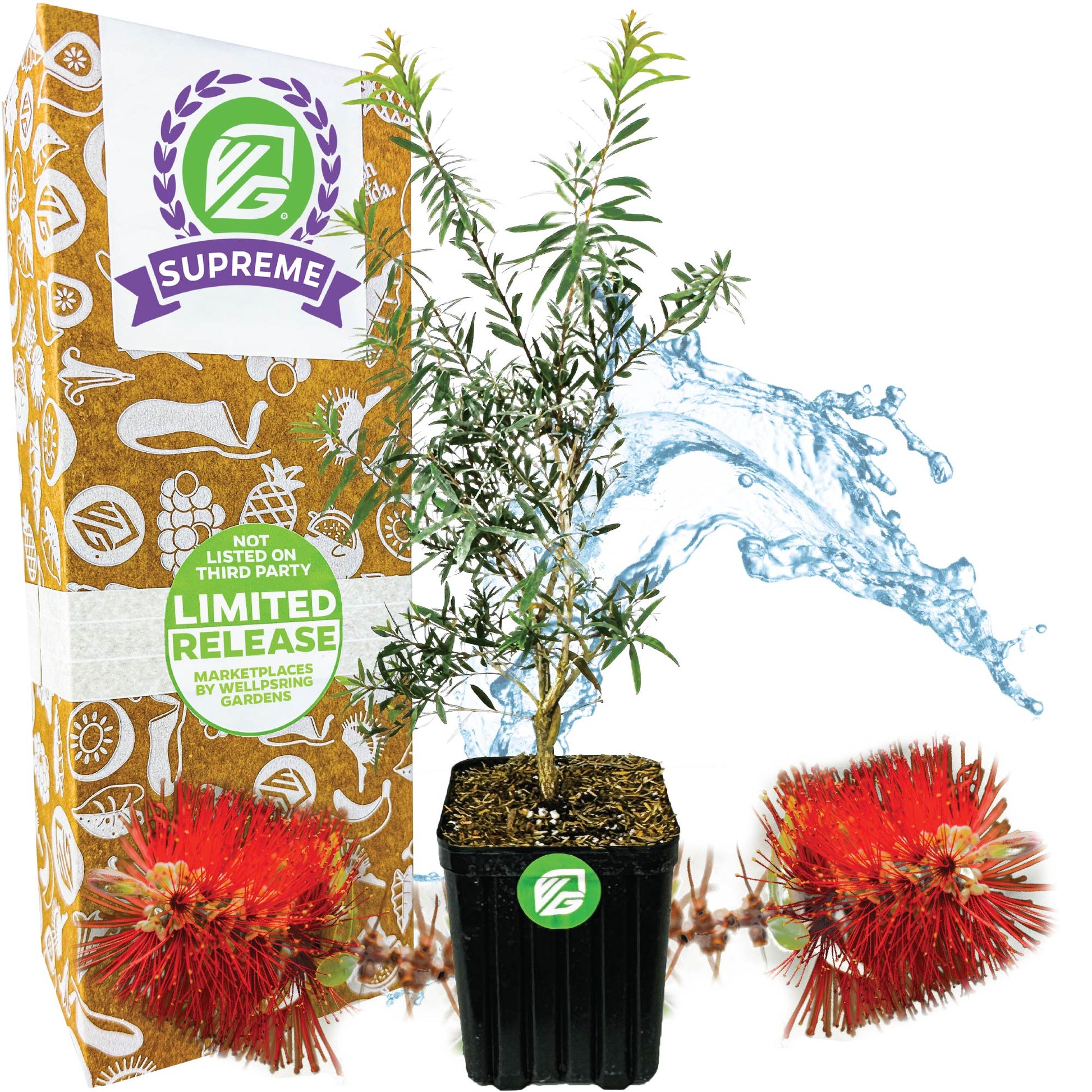 Red Cluster Bottlebrush Tree - Callistemon rigidus (Supreme)