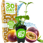 Bounty Passion Fruit Plant - Passiflora