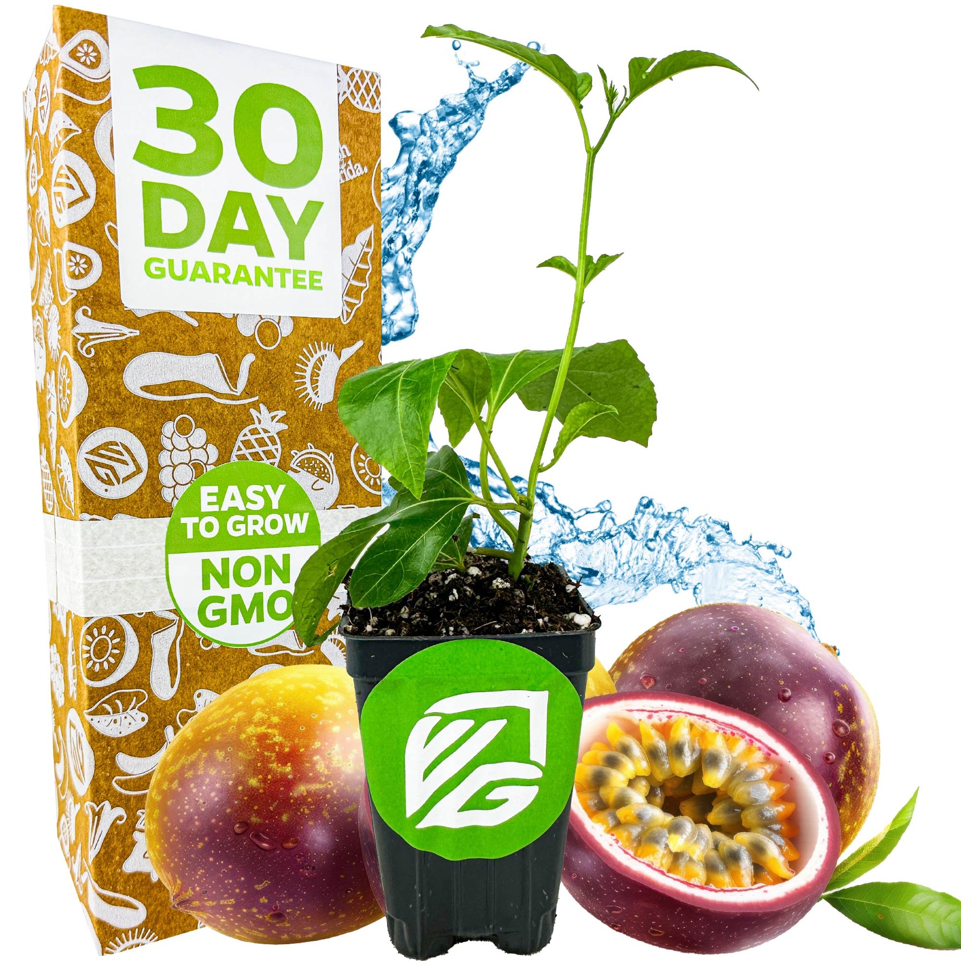 Bounty Passion Fruit Plant - Passiflora