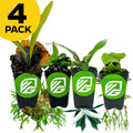 Four staghorn ferns—Elephantotis, Netherlands, Superbum, and Veitchii—by Wellspring Gardens are displayed in a row with VG logos. A yellow "4 PACK" circle is at the top left. The white background features plant cuttings at the bottom.