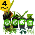 Four staghorn ferns—Elephantotis, Netherlands, Superbum, and Veitchii—by Wellspring Gardens are displayed in a row with VG logos. A yellow "4 PACK" circle is at the top left. The white background features plant cuttings at the bottom.