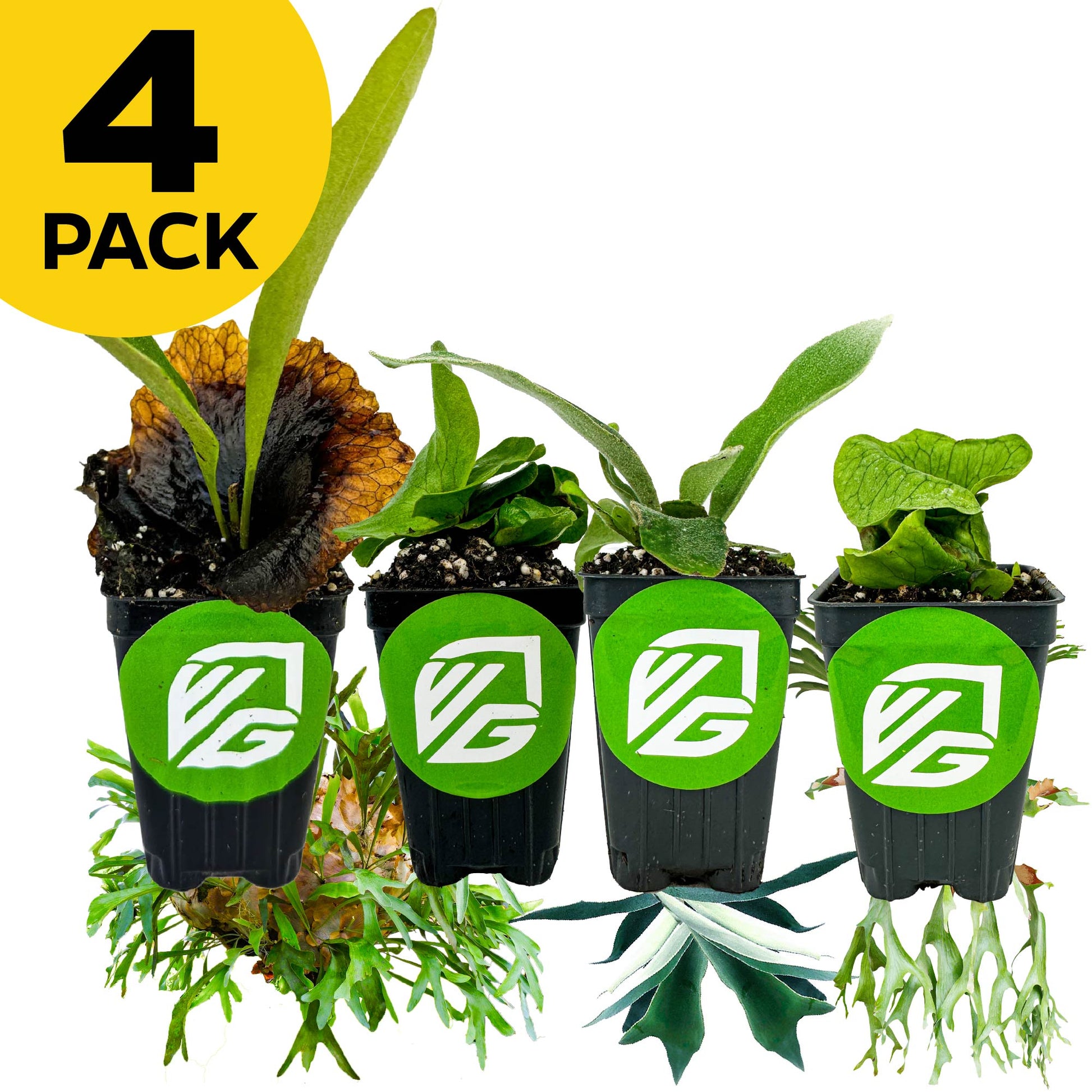 Bundle (4) of Staghorns: Elephantotis + Netherlands + Superbum + Veitchii