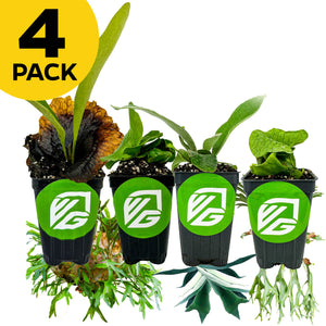 Bundle (4) of Staghorns: Elephantotis + Netherlands + Superbum + Veitchii