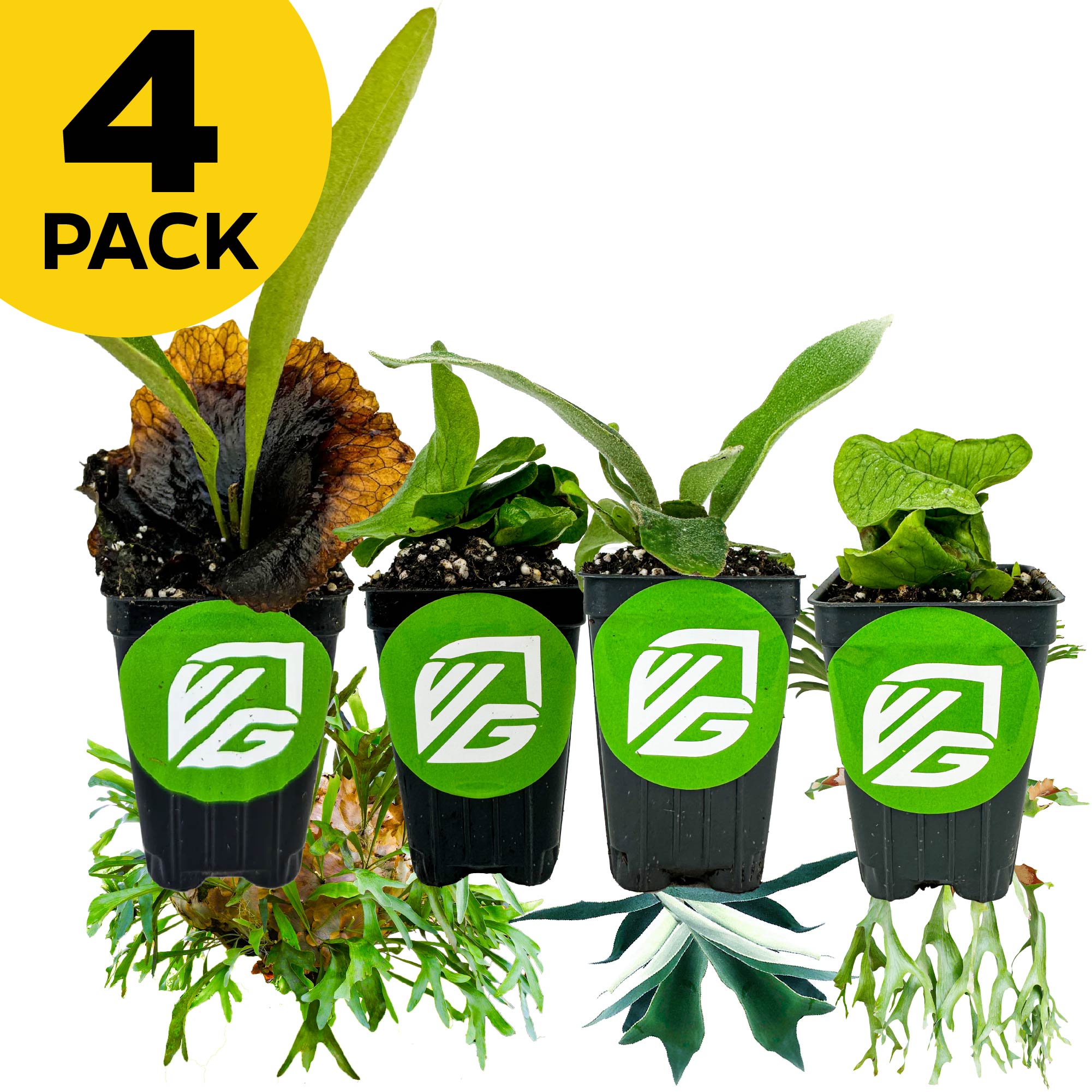 Four staghorn ferns—Elephantotis, Netherlands, Superbum, and Veitchii—by Wellspring Gardens are displayed in a row with VG logos. A yellow "4 PACK" circle is at the top left. The white background features plant cuttings at the bottom.