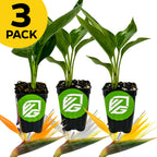 Bundle (3) of Birds of Paradise—Orange, Gold, and White—from Wellspring Gardens. Three potted green plants in black pots with green logos. A "3 PACK" yellow badge sits at the top left; vibrant tropical flowers accent the bottom.