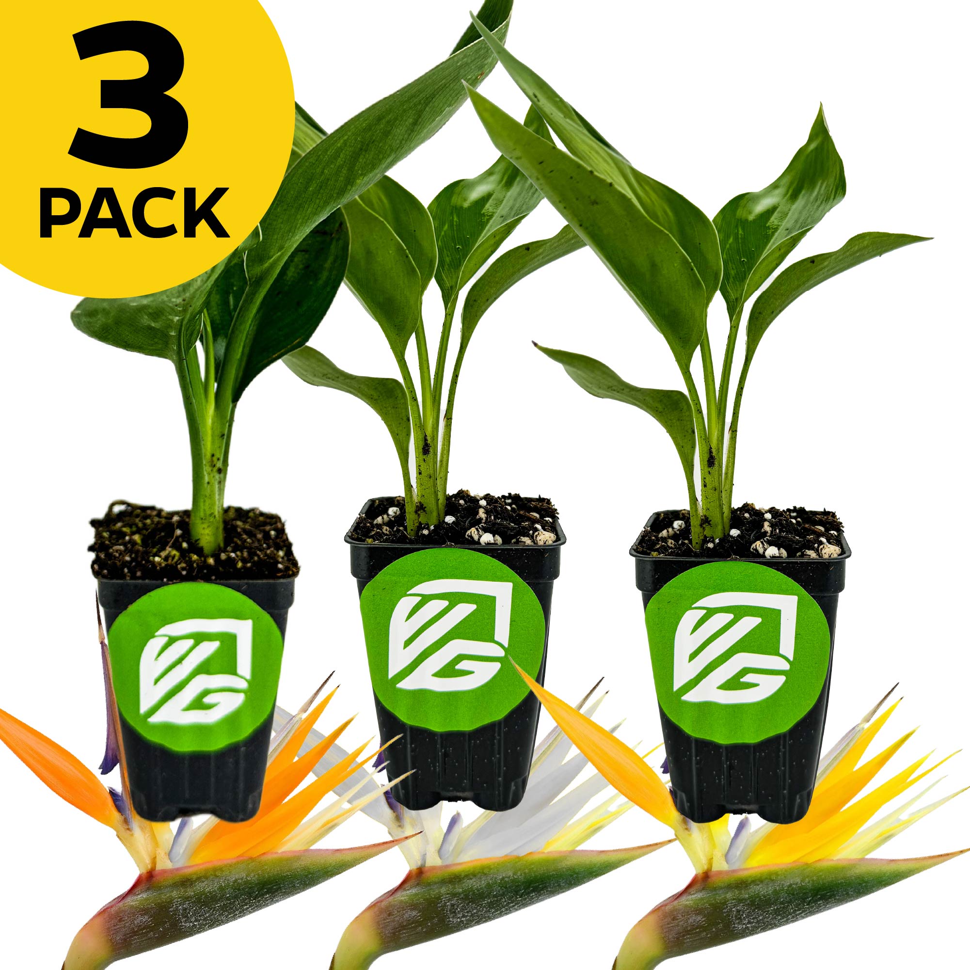 Bundle (3) of Birds of Paradise—Orange, Gold, and White—from Wellspring Gardens. Three potted green plants in black pots with green logos. A "3 PACK" yellow badge sits at the top left; vibrant tropical flowers accent the bottom.