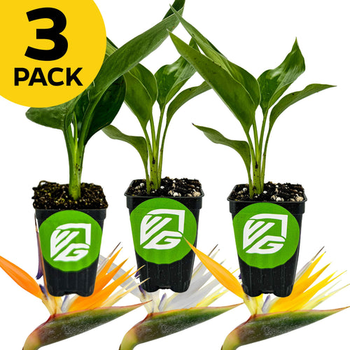 Bundle (3) of Birds of Paradise—Orange, Gold, and White—from Wellspring Gardens. Three potted green plants in black pots with green logos. A "3 PACK" yellow badge sits at the top left; vibrant tropical flowers accent the bottom.
