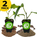 Two small Wellspring Gardens pots—one Black Pepper plant and one Long Pepper plant—sit on seeds and soil, each with a green circular logo. A yellow "2 PACK" label is at the top left on a white background.