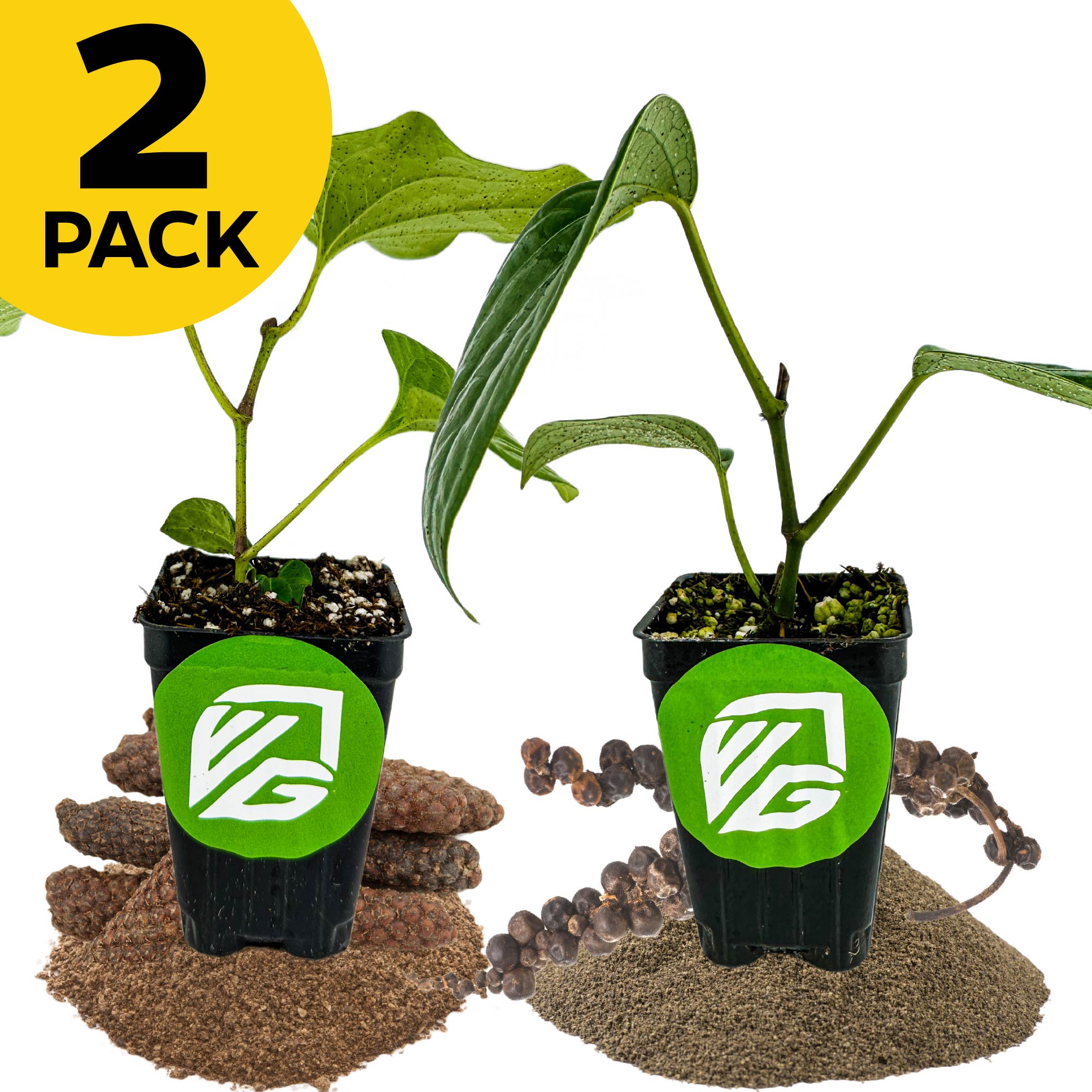 Two small Wellspring Gardens pots—one Black Pepper plant and one Long Pepper plant—sit on seeds and soil, each with a green circular logo. A yellow "2 PACK" label is at the top left on a white background.