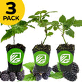 A Wellspring Gardens Bundle of 3 Blackberry plants—Freedom, Kiowa, and Natchez—in black pots, shown with ripe blackberries and green leaves in front.