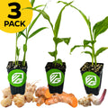 Wellspring Gardens Bundle (3) of Culinary Gingers includes potted Officinale, Thai Ginger, and Yellow Turmeric plants, with freshly harvested roots displayed in front.