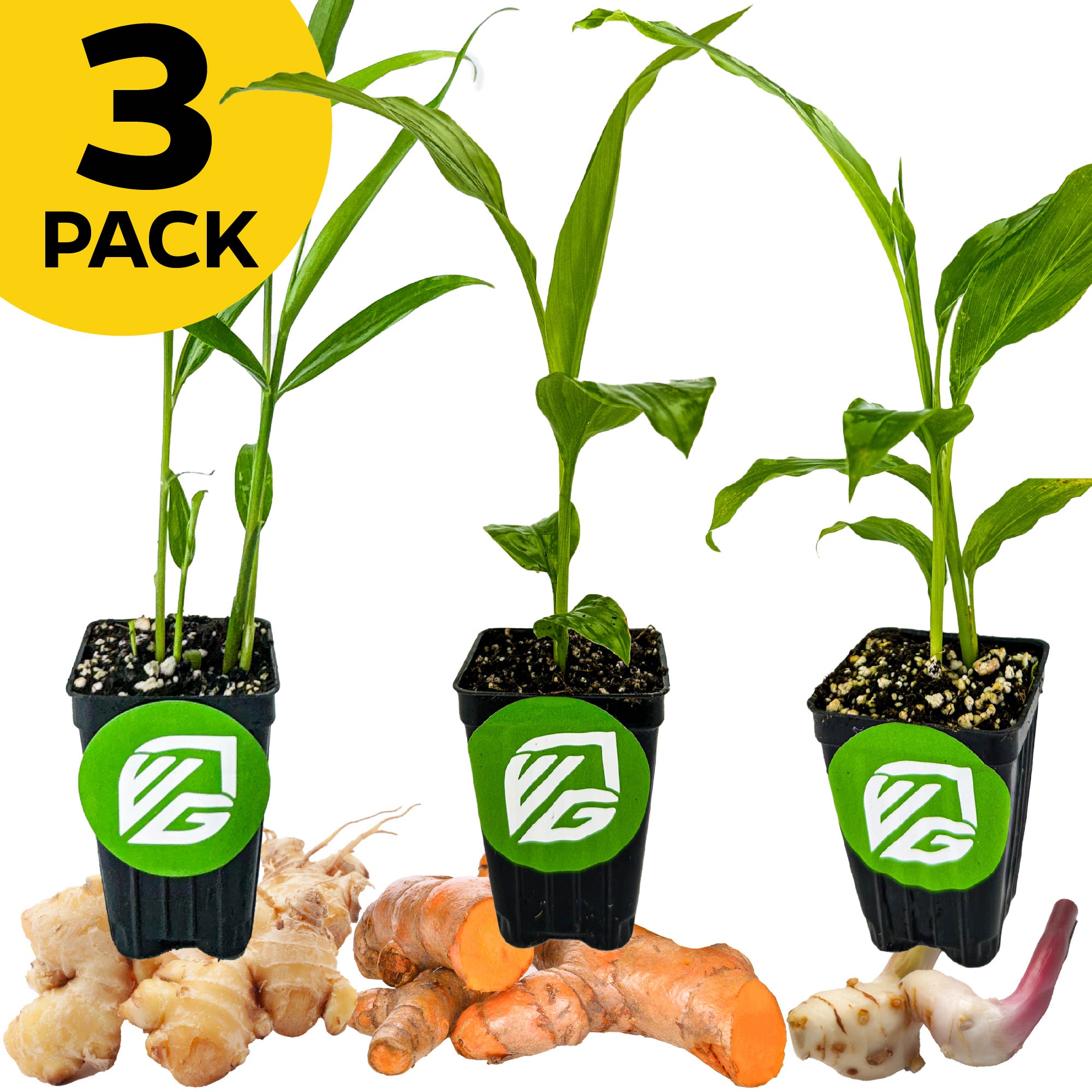 Wellspring Gardens Bundle (3) of Culinary Gingers includes potted Officinale, Thai Ginger, and Yellow Turmeric plants, with freshly harvested roots displayed in front.