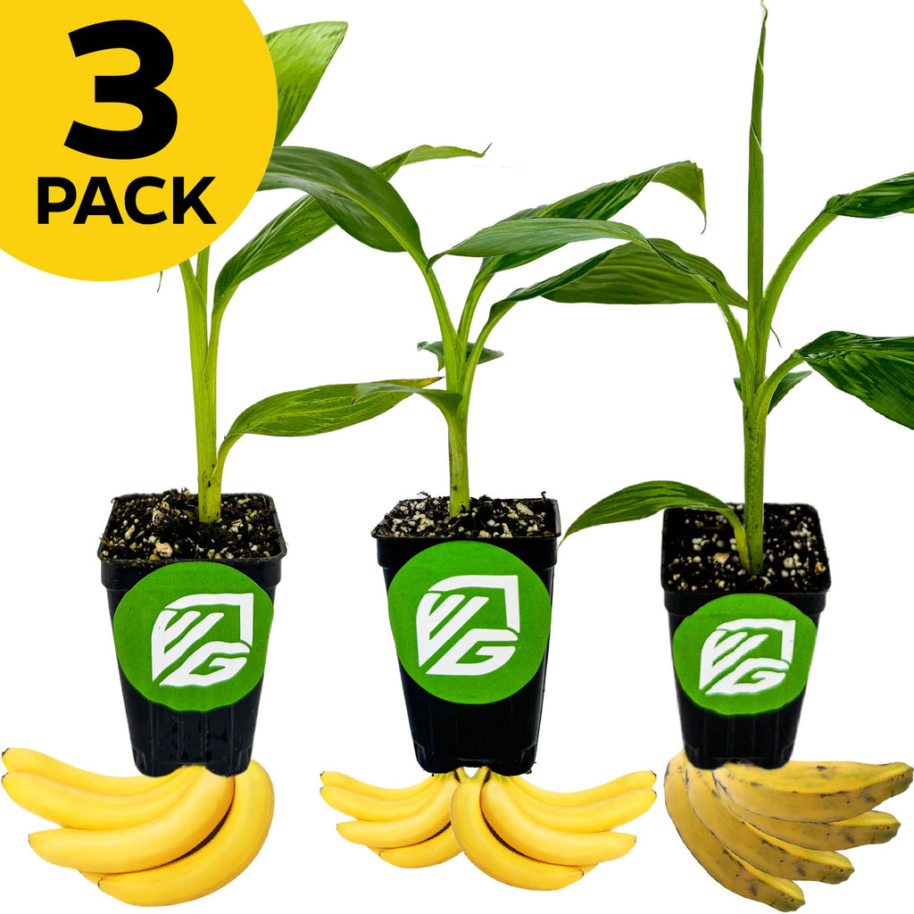Bundle (3) of Dwarf Bananas: Cavendish + Double Mahoi + Orinoco