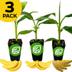 A trio of Dwarf Bananas—Cavendish, Double Mahoi, and Orinoco—from Wellspring Gardens is displayed in black pots with a green and white logo, cartoon bananas below each, plus a yellow 3 PACK label—ideal for your tropical garden collection.