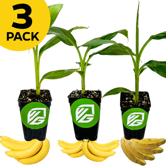 Bundle (3) of Dwarf Bananas: Cavendish + Double Mahoi + Orinoco