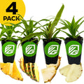 Four Wellspring Gardens pineapple plants—Elite Gold, Florida Special, Sugarloaf, and White Jade—sit in black pots with green logos. Homegrown slices are in front of each pot. A yellow circle displays "4 PACK" in black text.