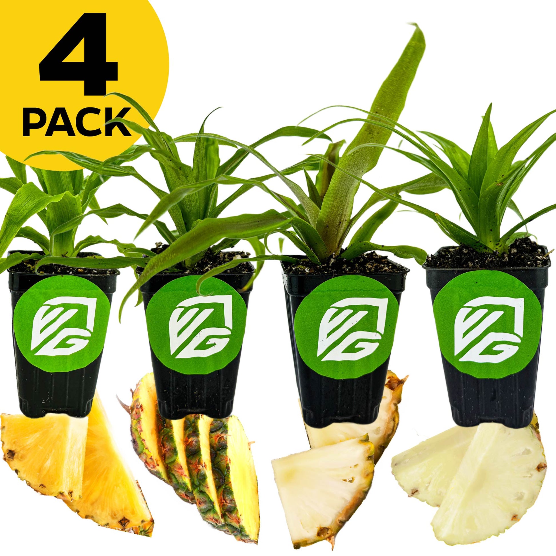 Bundle (4) of Fruiting Pineapples: Elite Gold + Florida Special + Sugarloaf + White Jade