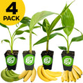 Bundle of 4 fast-fruiting banana plants—Kokopo, Goldfinger, Gran Nain, and Sweetheart—from Wellspring Gardens in small black pots with green labels, perfect for indoor or outdoor gardening. “4 Pack” label on a white background.
