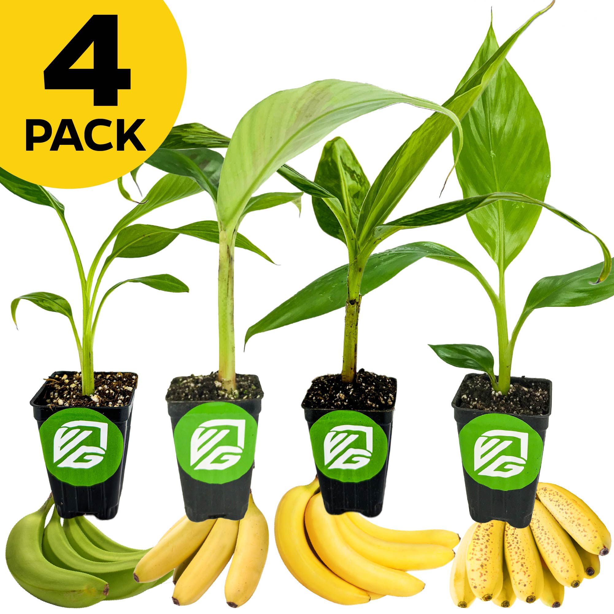 Bundle of 4 fast-fruiting banana plants—Kokopo, Goldfinger, Gran Nain, and Sweetheart—from Wellspring Gardens in small black pots with green labels, perfect for indoor or outdoor gardening. “4 Pack” label on a white background.
