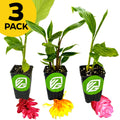 The Wellspring Gardens Bundle includes 3 potted floral gingers—Dwarf Red, Hot Pink, and Golden Brush—each with visible roots in black pots with a green logo. A yellow "3 PACK" label highlights this tropical garden trio.