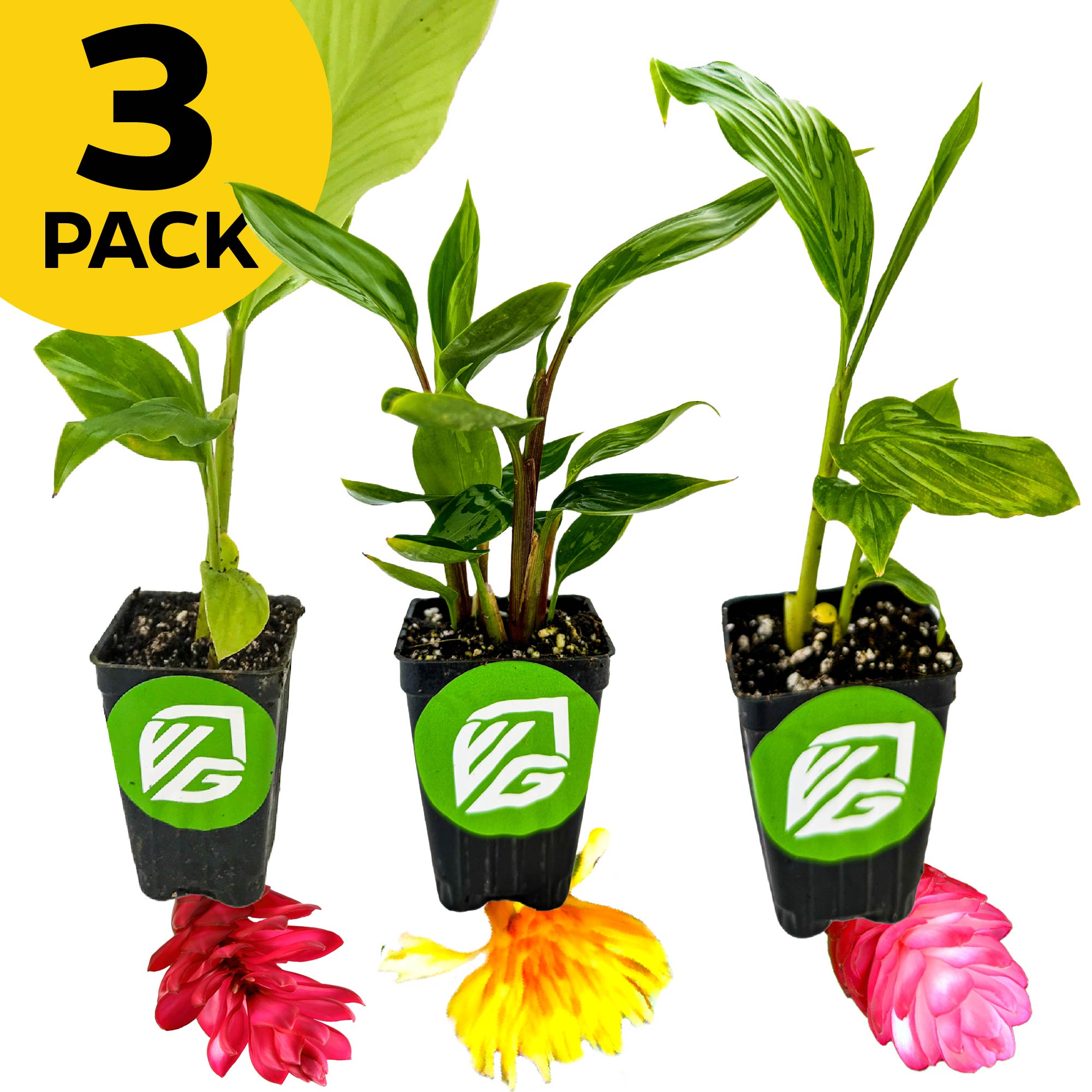 The Wellspring Gardens Bundle includes 3 potted floral gingers—Dwarf Red, Hot Pink, and Golden Brush—each with visible roots in black pots with a green logo. A yellow "3 PACK" label highlights this tropical garden trio.