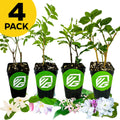 A 4 PACK bundle of Wellspring Gardens jasmines—Maid of Orleans, Pink, Pink Showers, and Poet's—is arranged in a row in black pots with green logos. White and purple flowers lie at the base; a yellow "4 PACK" label is at the top left.