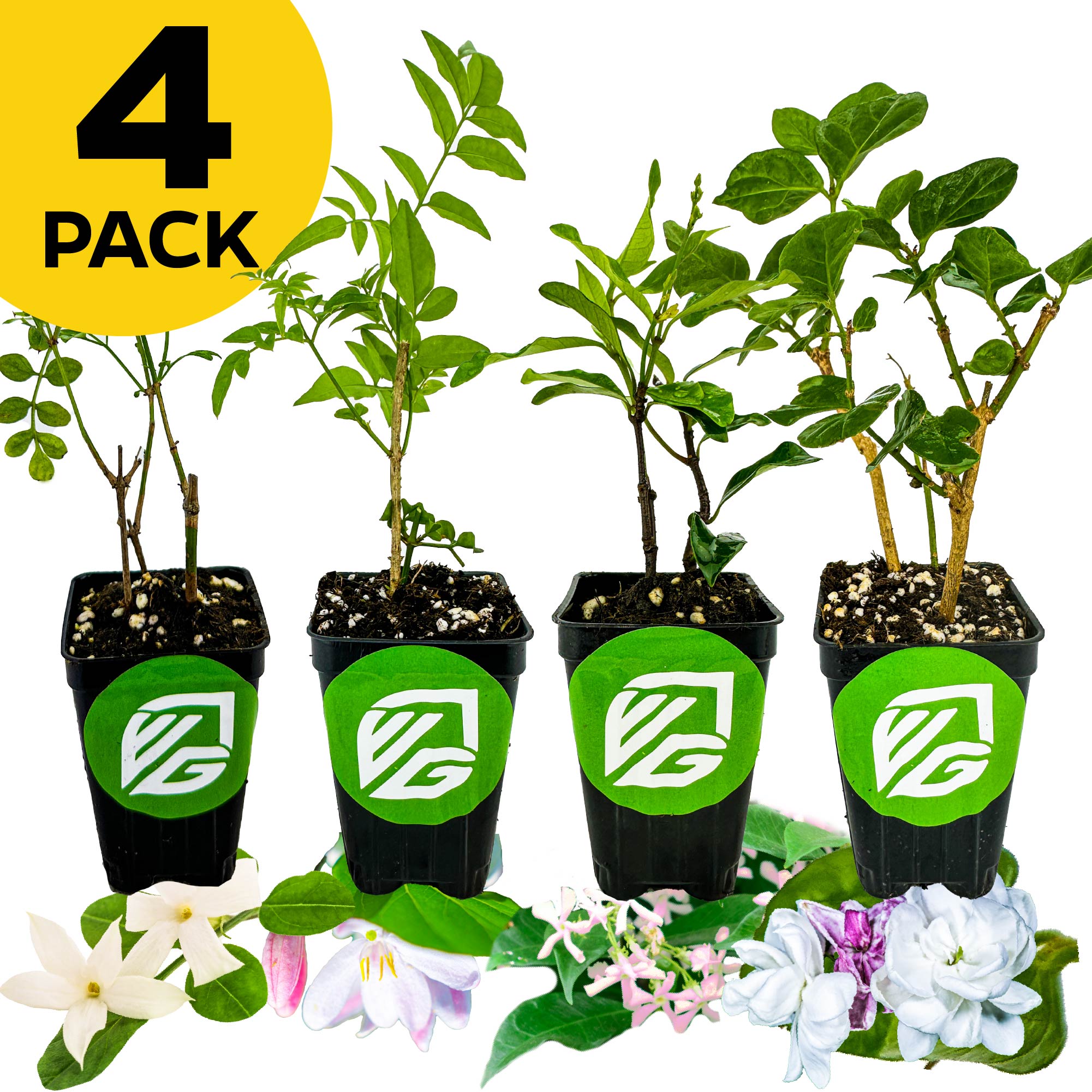 A 4 PACK bundle of Wellspring Gardens jasmines—Maid of Orleans, Pink, Pink Showers, and Poet's—is arranged in a row in black pots with green logos. White and purple flowers lie at the base; a yellow "4 PACK" label is at the top left.